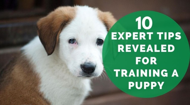 10 Expert Tips Revealed For Training A Puppy