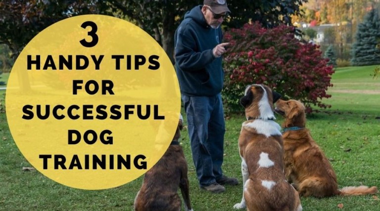3 Handy Tips For Successful Dog Training