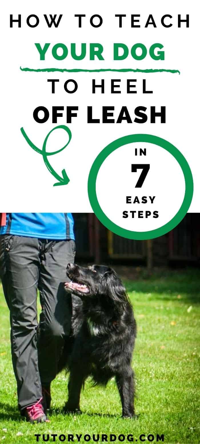 How To Teach Your Dog To Heel In 7 Easy Steps