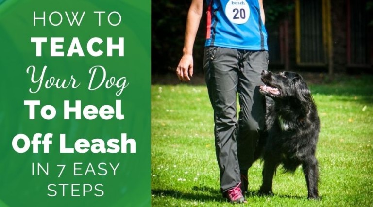 How To Teach A Dog To Heel Off Leash In 7 Easy Steps