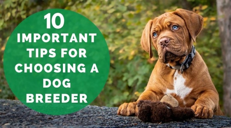 10 Important Tips For Choosing A Dog Breeder