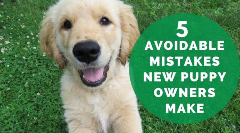 Five Avoidable Mistakes New Puppy Owners Make