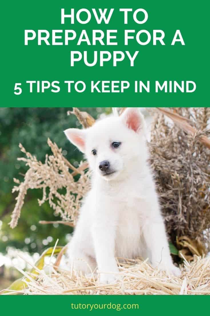 How To Prepare For A Puppy; 5 Tips To Keep In Mind