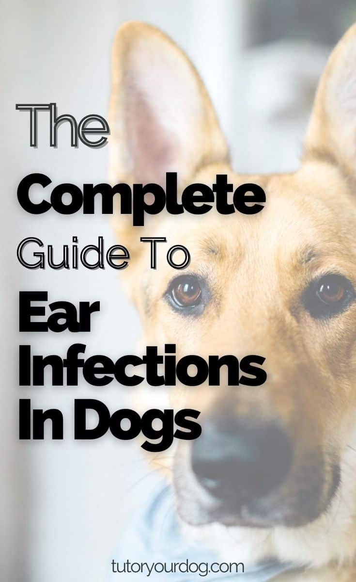 The Complete Guide To Ear Infections In Dogs