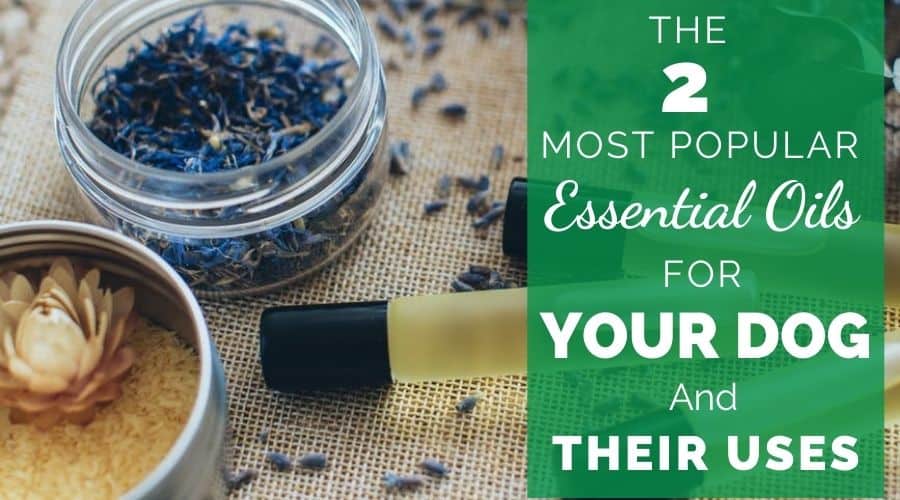 The 2 most popular essential oils for your dog and their uses.