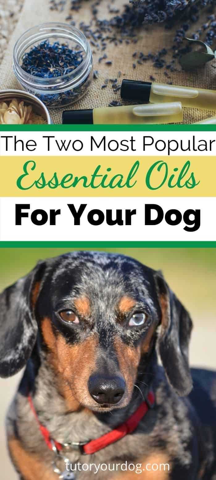The Two Most Popular Essential Oils For Your Dog And Their Uses