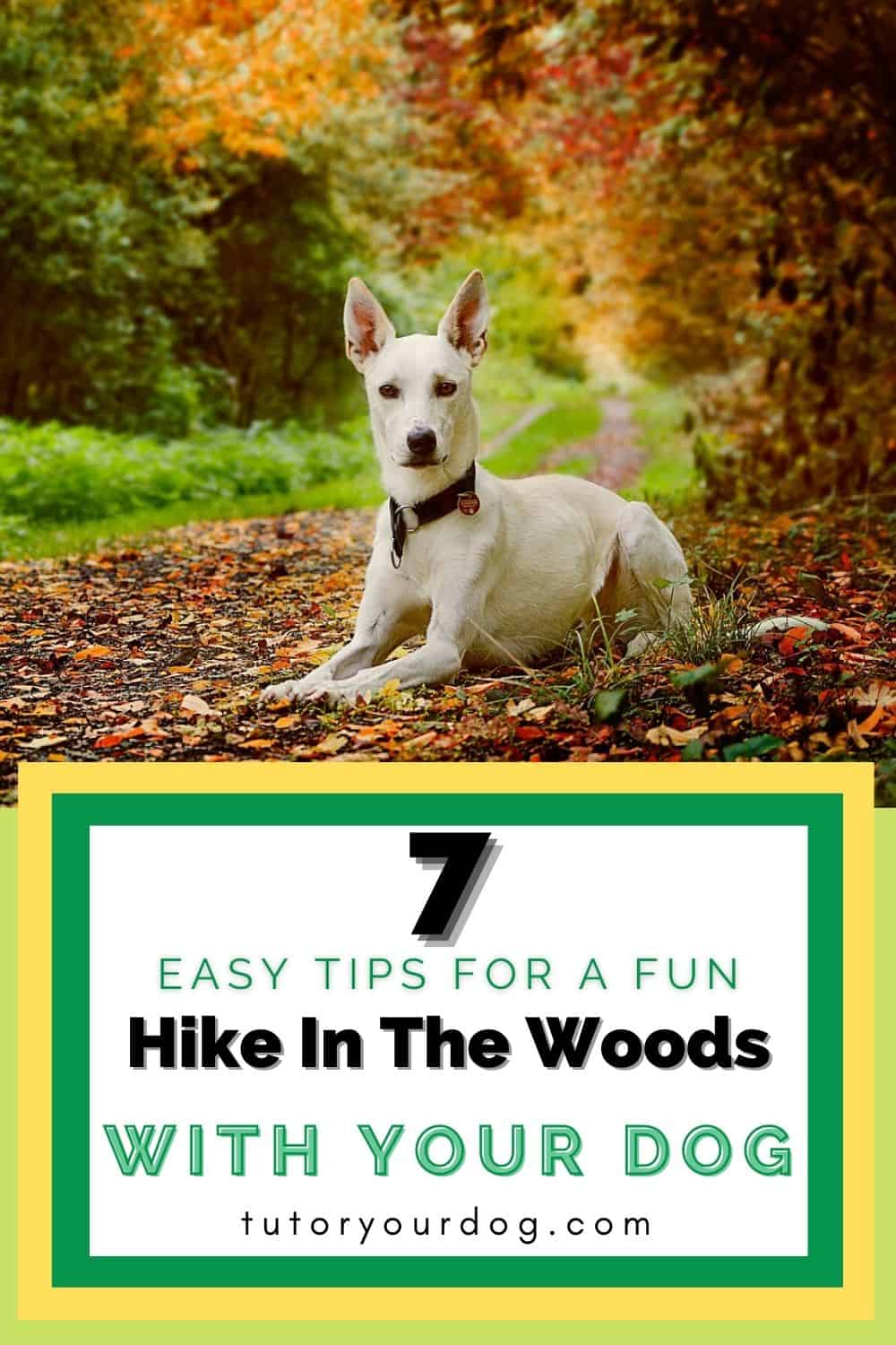 Hiking In The Woods With Your Dog