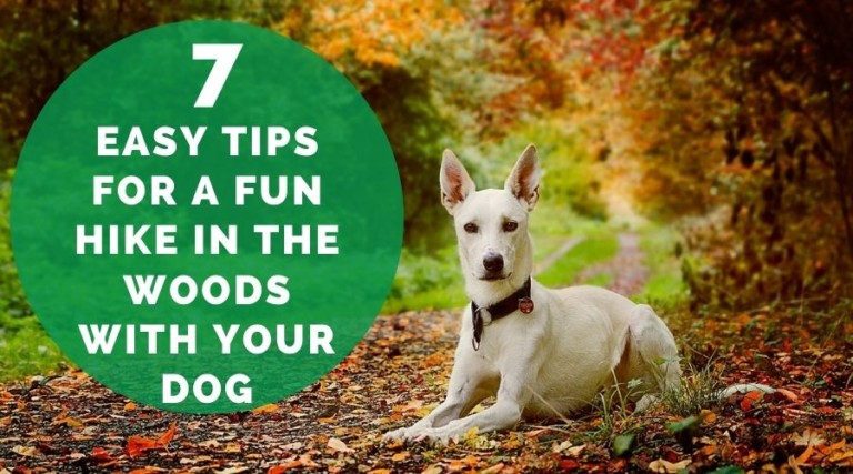 7 Easy Tips For A Fun Hike In The Woods With Your Dog