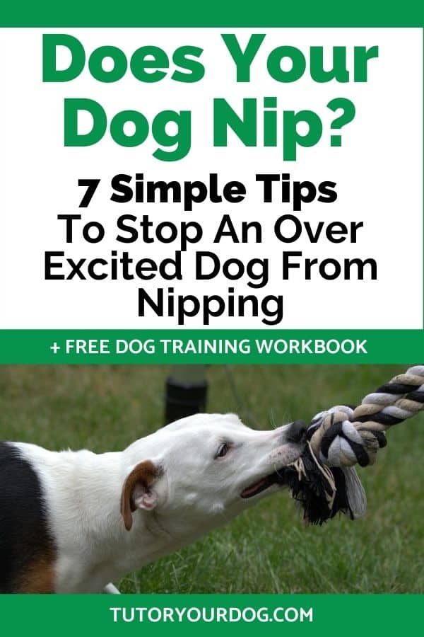 7 Tips To Stop An Over Excited Dog From Nipping