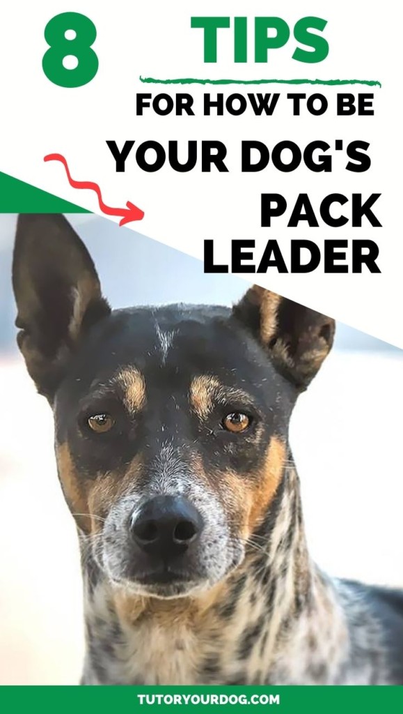 8 Tips For How To Be Your Dog's Pack Leader