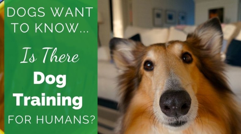 Is There Dog Training For Humans?