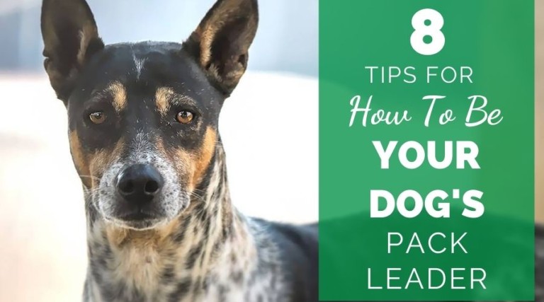 8 Tips For How To Be Your Dog’s Pack Leader