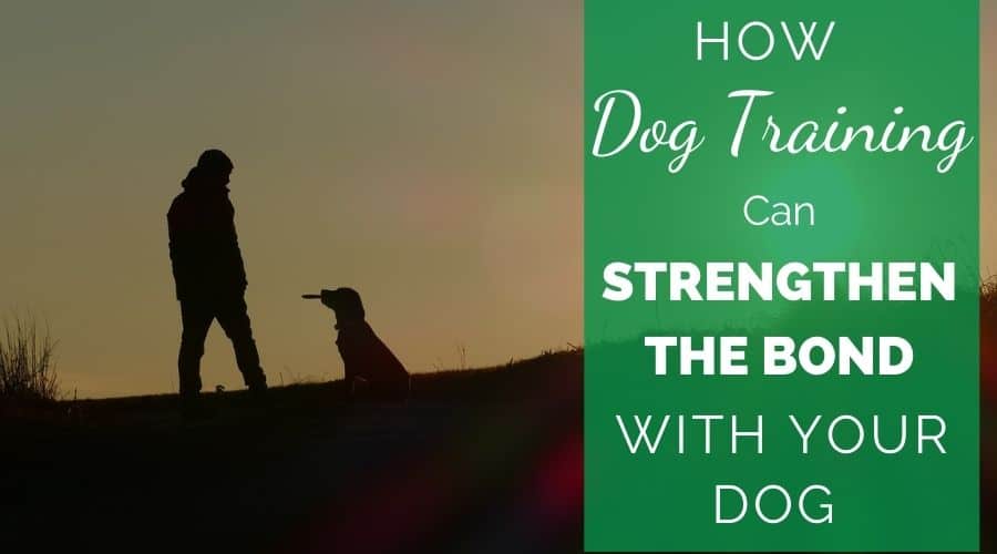 How dog training can strengthen the bond with your dog.
