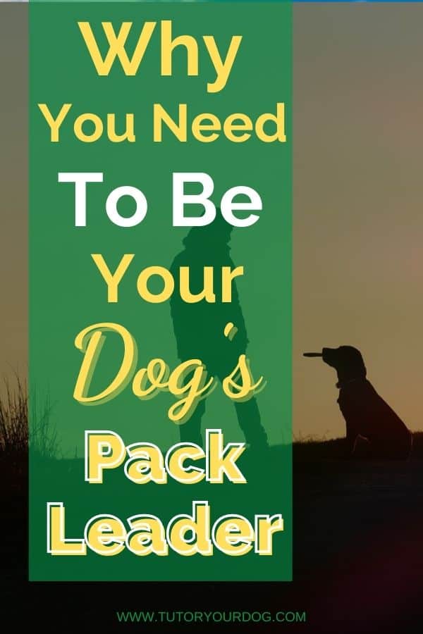 Why You Need To Be Your Dog's Pack Leader