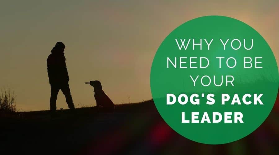 Why you need to be your dog's pack leader.