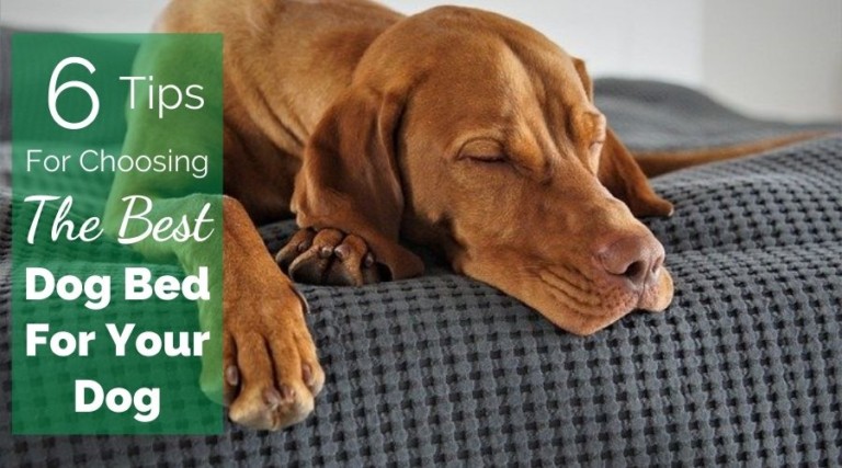 6 Tips For How To Choose The Best Dog Bed For Your Dog
