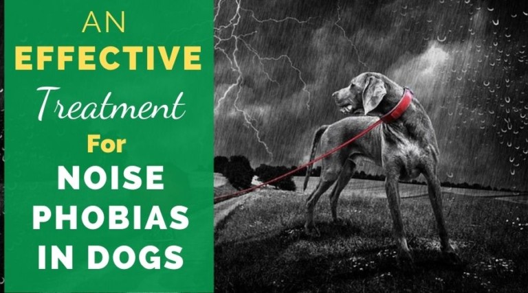 An Effective Treatment For Noise Phobias In Dogs