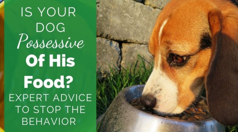 Is Your Dog Possessive Of His Food?  Expert Advice To Stop The Behavior