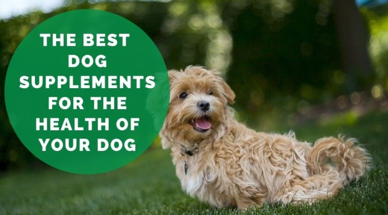 The Top Dog Supplements For The Health Of Your Dog