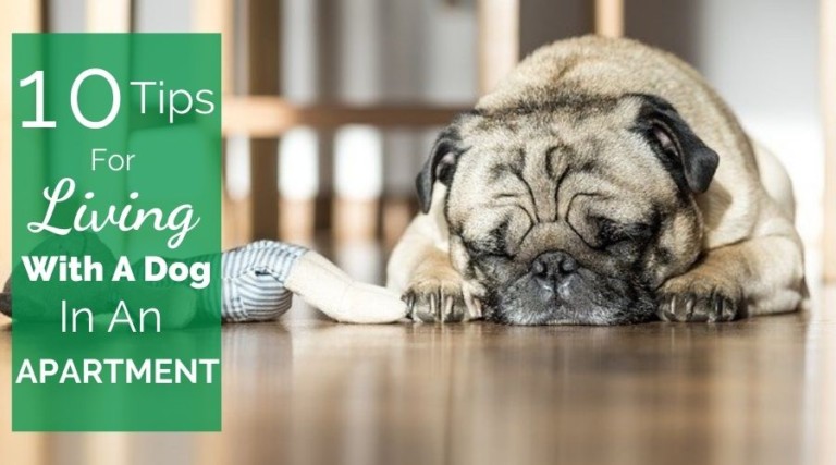 10 Tips For Living With A Dog In An Apartment