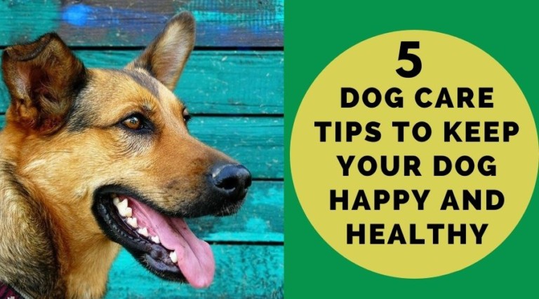 5 Dog Care Tips To Keep Your Dog Happy And Healthy