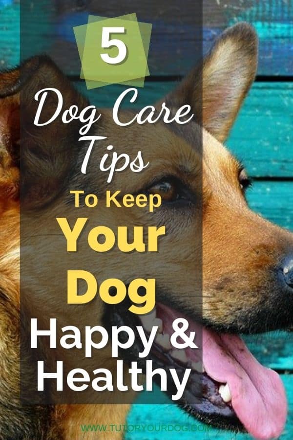 5 Dog Care Tips To Keep Your Dog Happy And Healthy