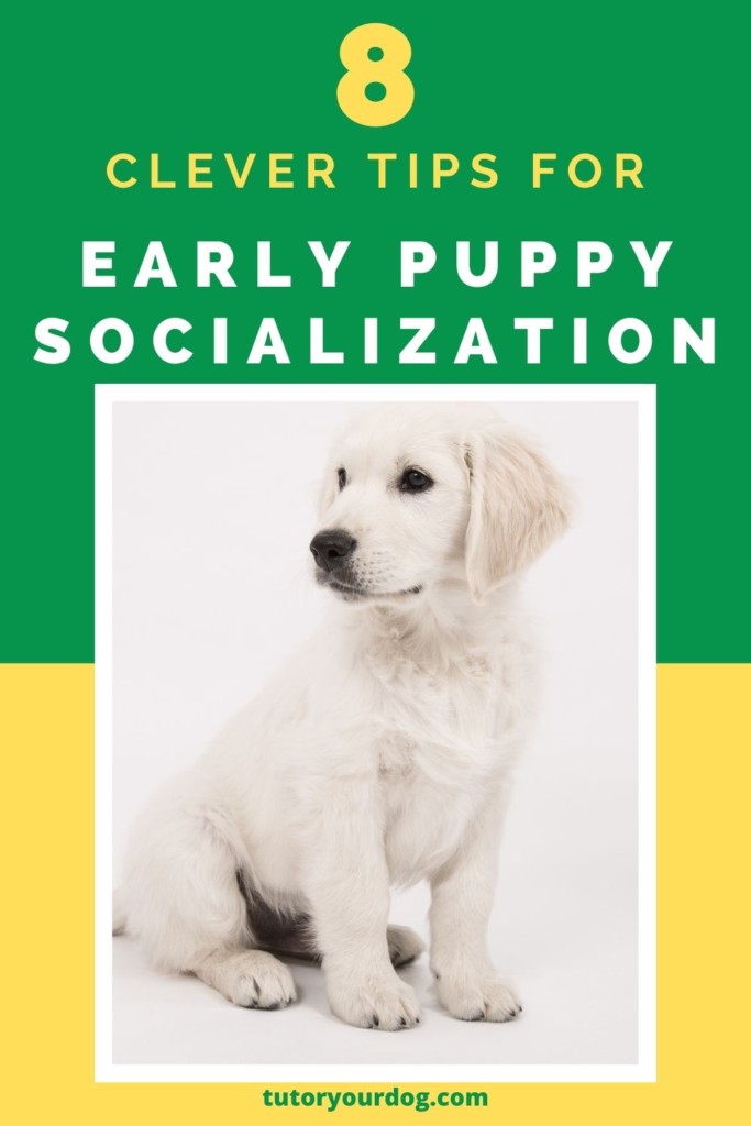 8 Clever Tips For Early Puppy Socialization