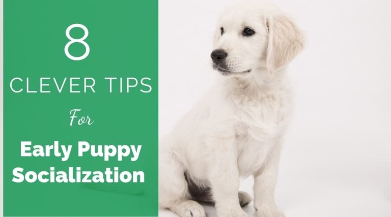 8 Clever Tips For Early Puppy Socialization