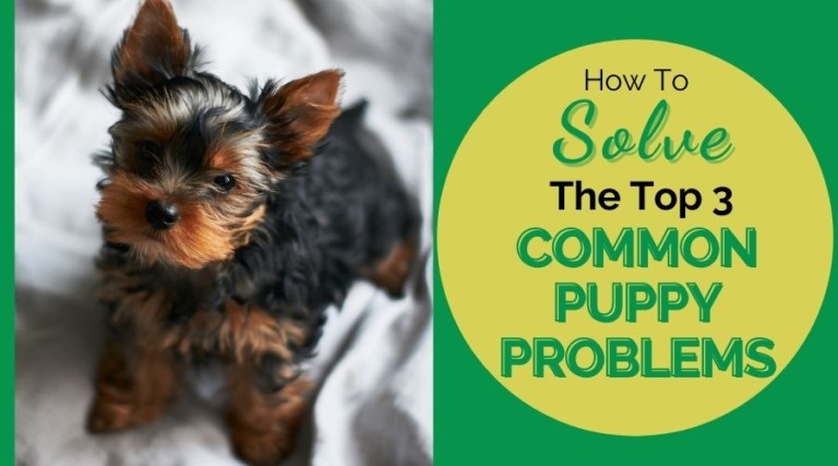 How To Solve The Top 3 Common Puppy Problems
