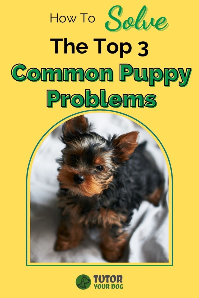 How To Solve The Top 3 Common Puppy Problems