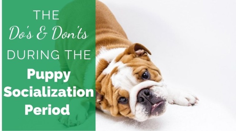 The Do’s and Don’ts During The Puppy Socialization Period