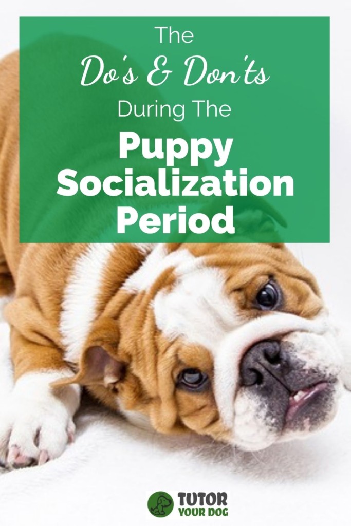 The Do's and Don'ts During The Puppy Socialization Period