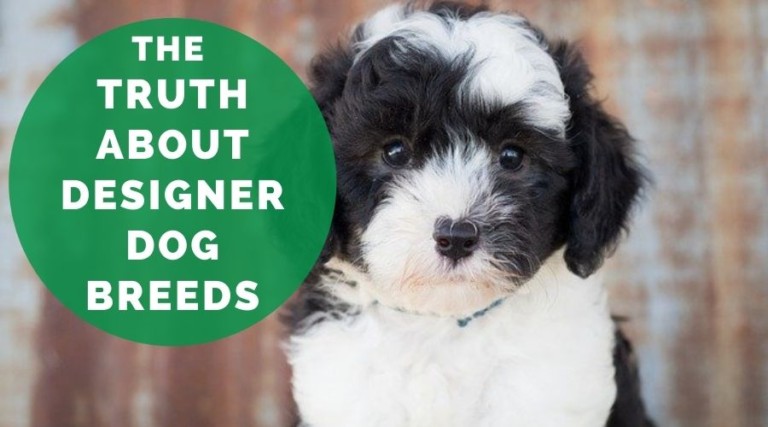 The Truth About Designer Dog Breeds