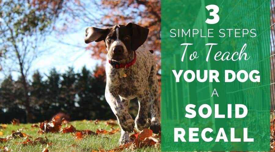 3 Simple Steps To Teach Your Dog A Solid Recall