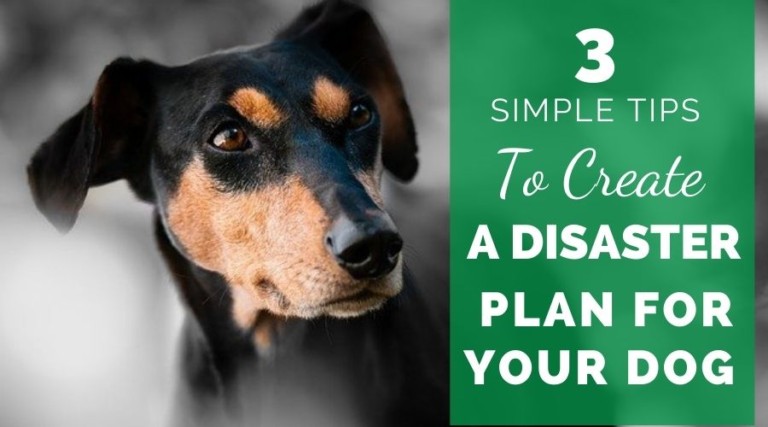 3 Simple Tips To Create A Disaster Plan For Your Dog
