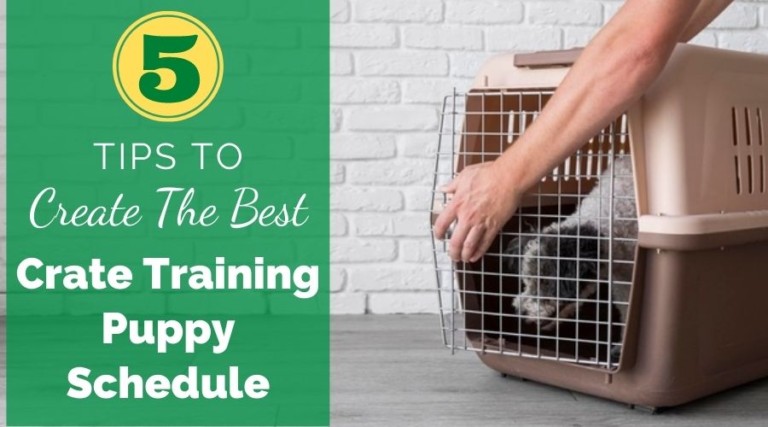 5 Tips To Create The Best Crate Training Puppy Schedule
