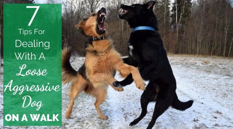 7 Tips For Dealing With A Loose Aggressive Dog On Walks