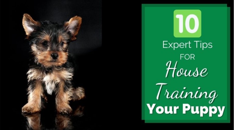 10 Expert Tips For House Training Your Puppy