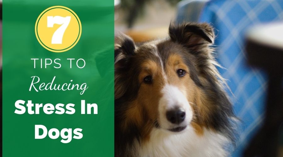 7 Tips For Reducing Stress In Dogs