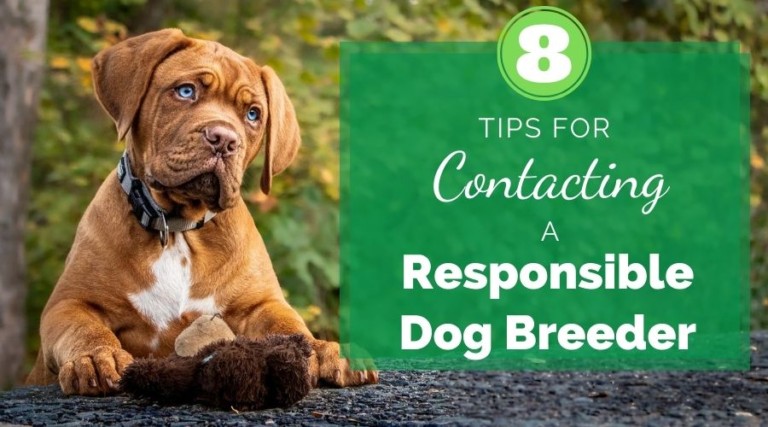 8 Tips For Contacting A Responsible Dog Breeder