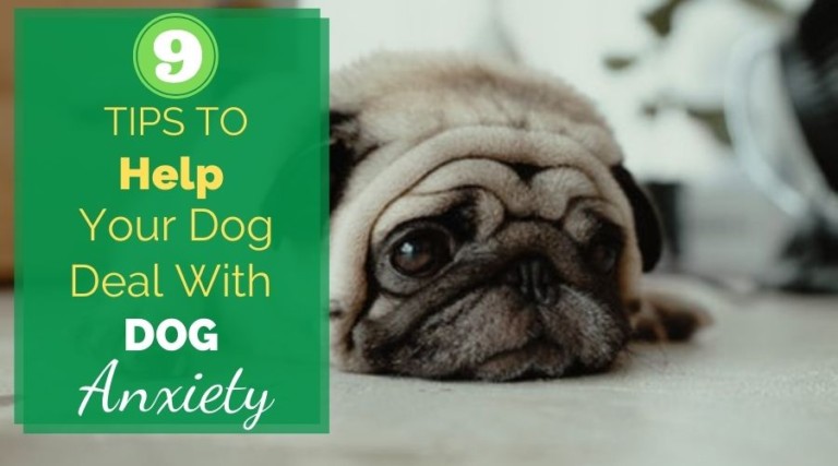 9 Tips To Help A Dog With Anxiety