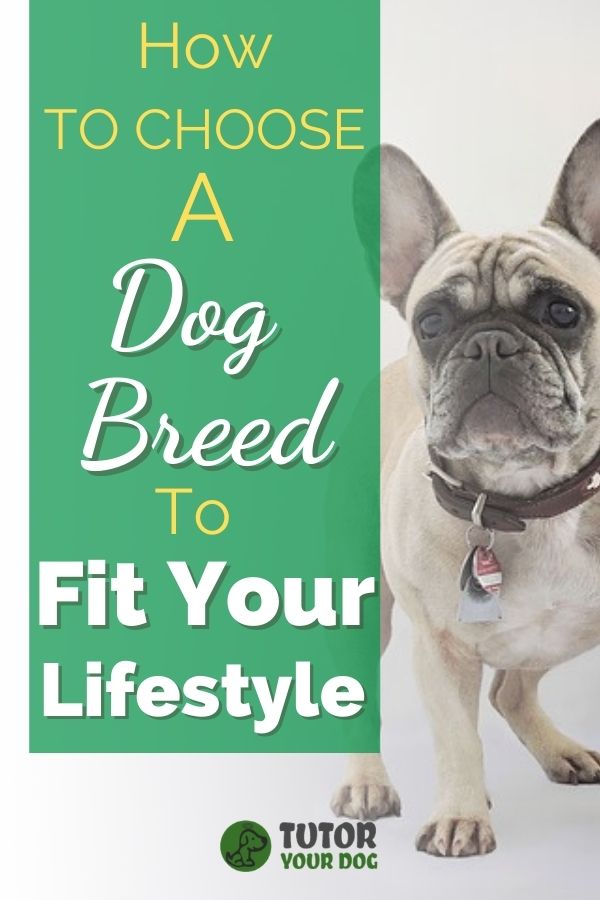 How To Choose A Dog Breed That Fits Your Lifestyle
