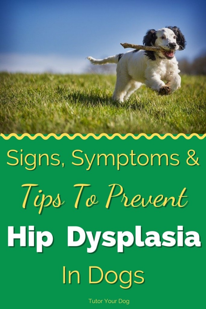 Signs, Symptoms, and Tips To Prevent Hip Dysplasia In Dogs