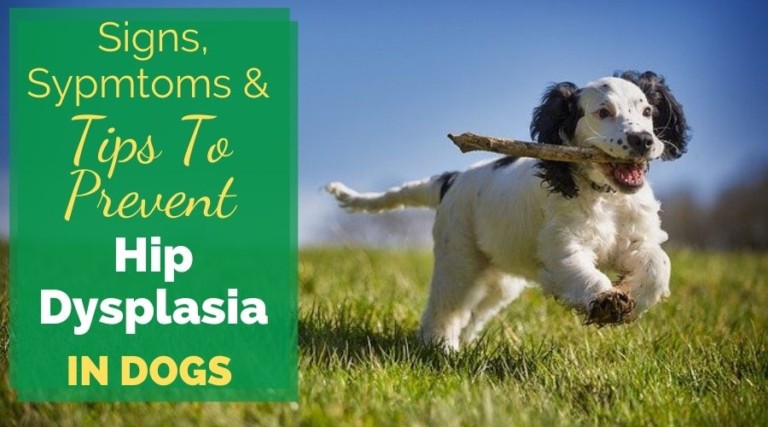 Signs, Symptoms, and Tips To Prevent Hip Dysplasia In Dogs