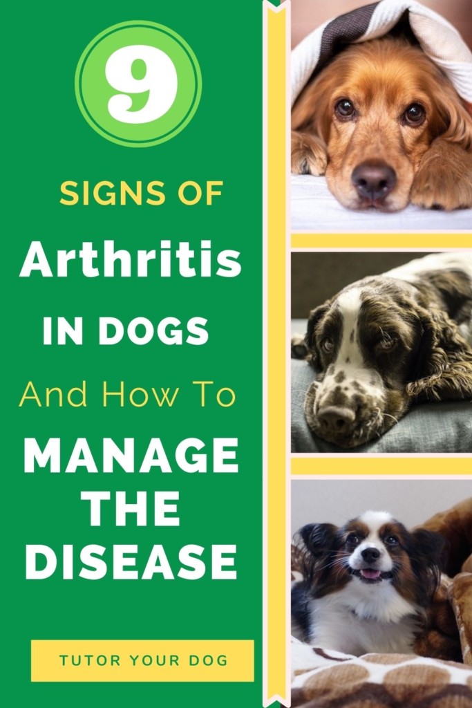 9 Signs Of Arthritis In Dogs And How To Manage The Disease