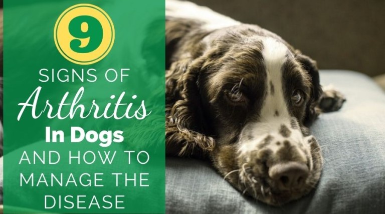 9 Signs Of Arthritis In Dogs And How To Manage The Disease