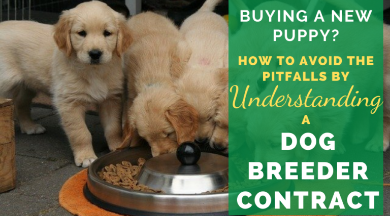 Buying A New Puppy? How To Avoid The Pitfalls  By Understanding A Dog Breeder Contract