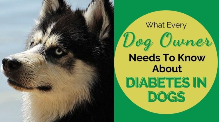 What Every Dog Owner Needs To Know About Diabetes In Dogs