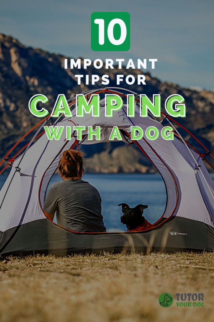 10 Important Tips For Camping With A Dog