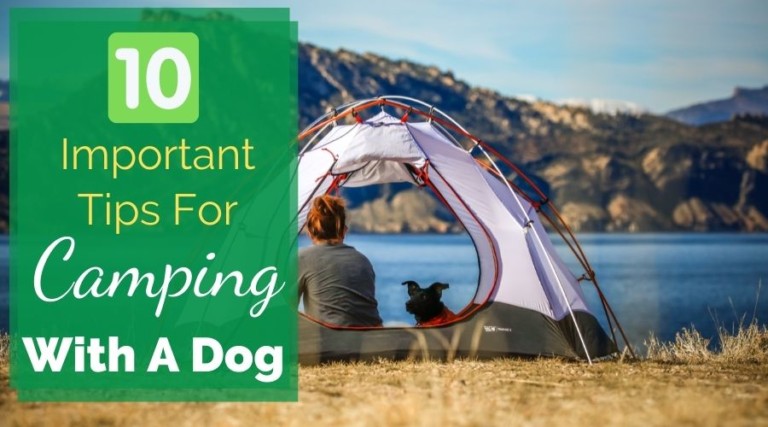 10 Important Tips For Camping With A Dog